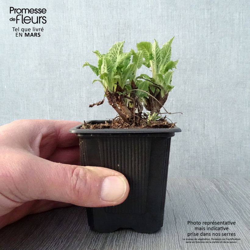 Exemplar von Salvia glutinosa - Klebriger Salbei Kleine Töpfe von 8/9 cm wie im Frühjahr geliefert