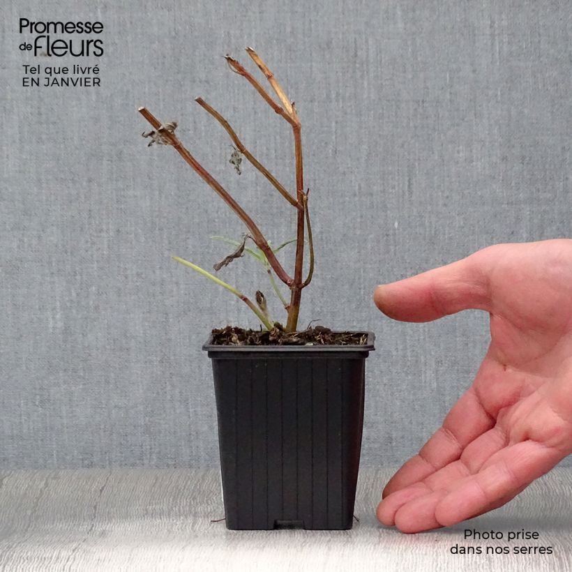 Exemplar von Salvia leucantha - Strauchige Salbei Kleine Töpfe von 7/8 cm wie im Winter geliefert