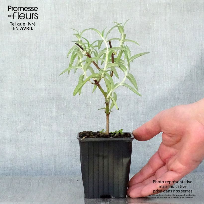 Exemplar von Salvia leucantha - Strauchige Salbei Kleine Töpfe von 7/8 cm wie im Frühjahr geliefert