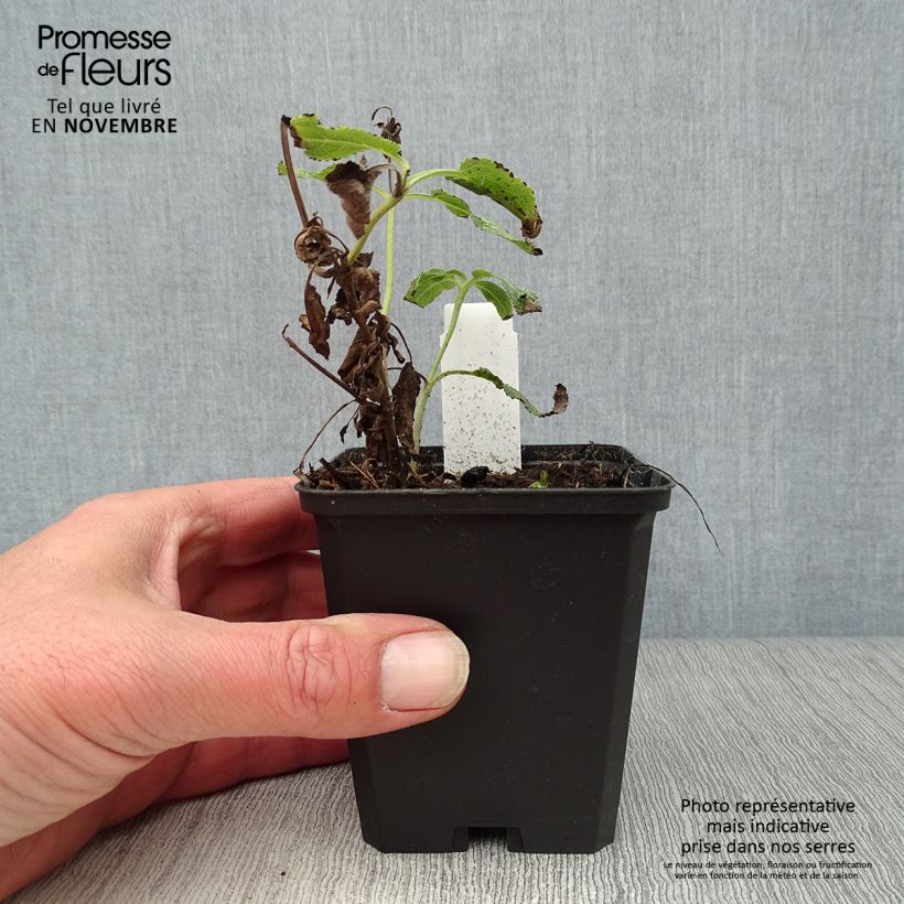 Exemplar von Salvia nemorosa Amethyst - Steppen-Salbei Kleine Töpfe von 8/9 cm wie im Herbst geliefert