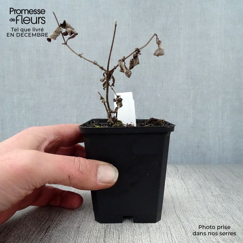 Exemplar von Salvia nemorosa Amethyst - Steppen-Salbei Kleine Töpfe von 8/9 cm wie im Winter geliefert