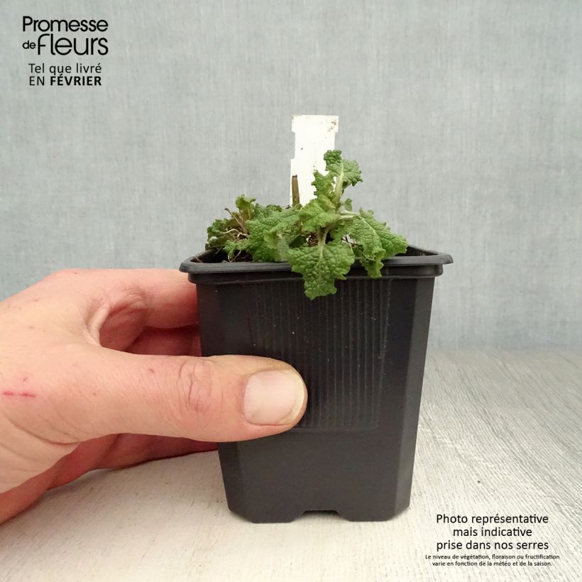 Exemplar von Salvia nemorosa Blauhügel - Steppen-Salbei Kleine Töpfe von 8/9 cm wie im Winter geliefert