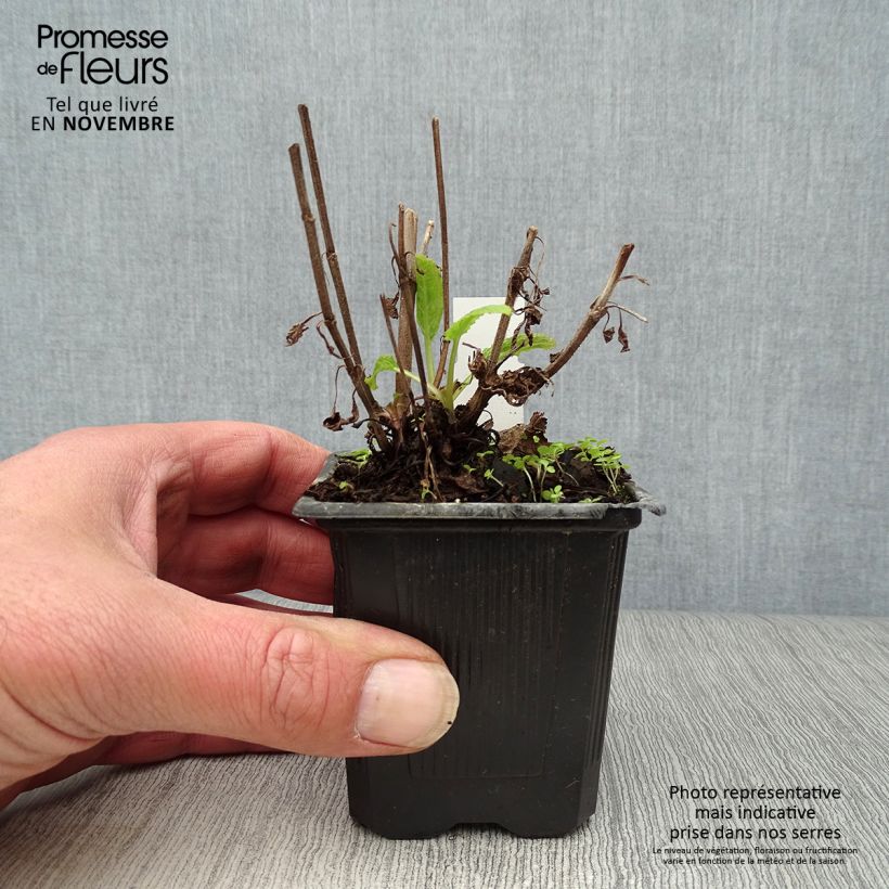 Exemplar von Salvia nemorosa Caradonna - Steppen-Salbei Kleine Töpfe von 8/9 cm wie im Herbst geliefert