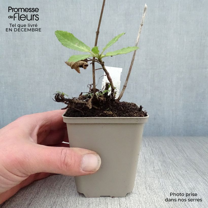 Exemplar von Salvia nemorosa Caradonna - Steppen-Salbei Kleine Töpfe von 8/9 cm wie im Winter geliefert