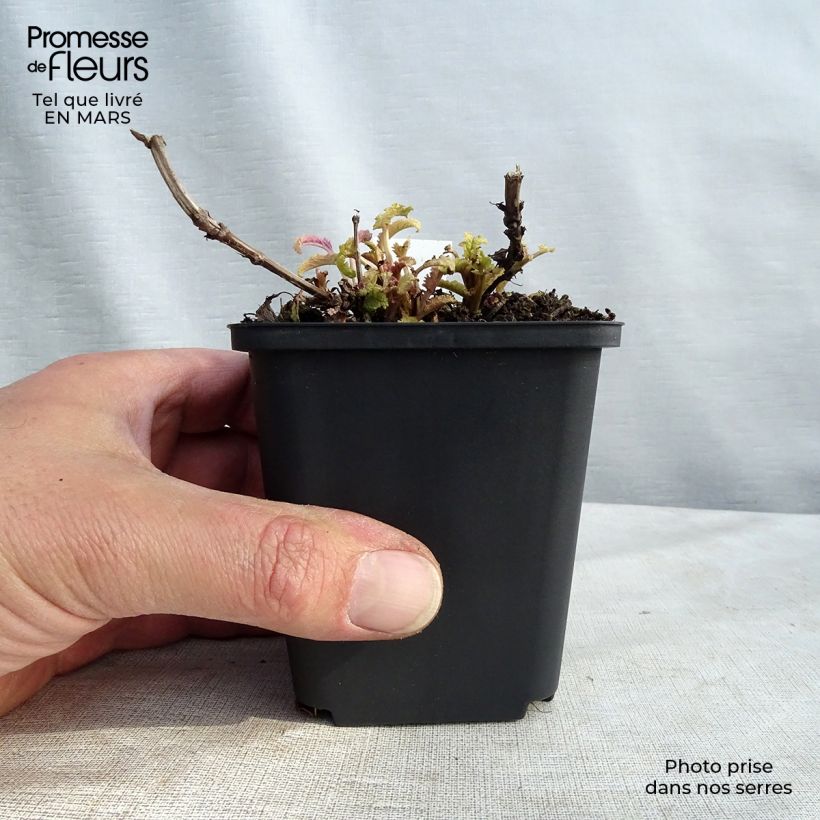 Exemplar von Salvia nemorosa Schwellenburg - Steppen-Salbei Kleine Töpfe von 8/9 cm wie im Frühjahr geliefert