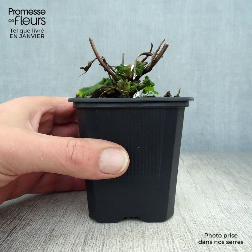 Exemplar von Salvia sylvestris Rhapsody in Blue - Steppen-Salbei Kleine Töpfe von 8/9 cm wie im Winter geliefert