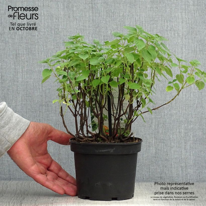 Exemplar von Zierlicher Salbei Tangerine - Salvia elegans Topf mit 1,5L/2L wie im Herbst geliefert