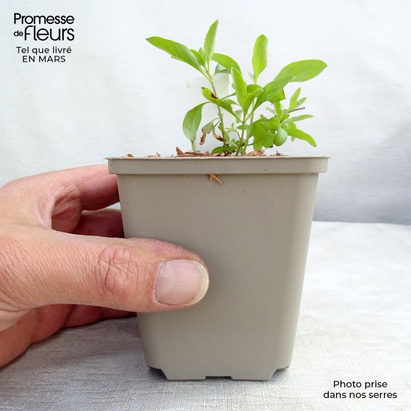 Exemplar von Salvia greggii Amethyst Lips - Strauchiger Salbei Kleine Töpfe von 8/9 cm wie im Winter geliefert