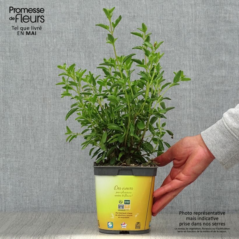 Exemplar von Salvia jamensis Belle de Loire Topf mit 2L/3L wie im Frühjahr geliefert