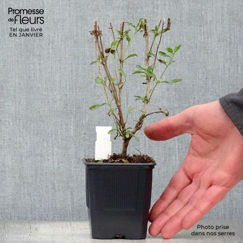 Exemplar von Salvia jamensis California Sunset Kleine Töpfe von 8/9 cm wie im Winter geliefert