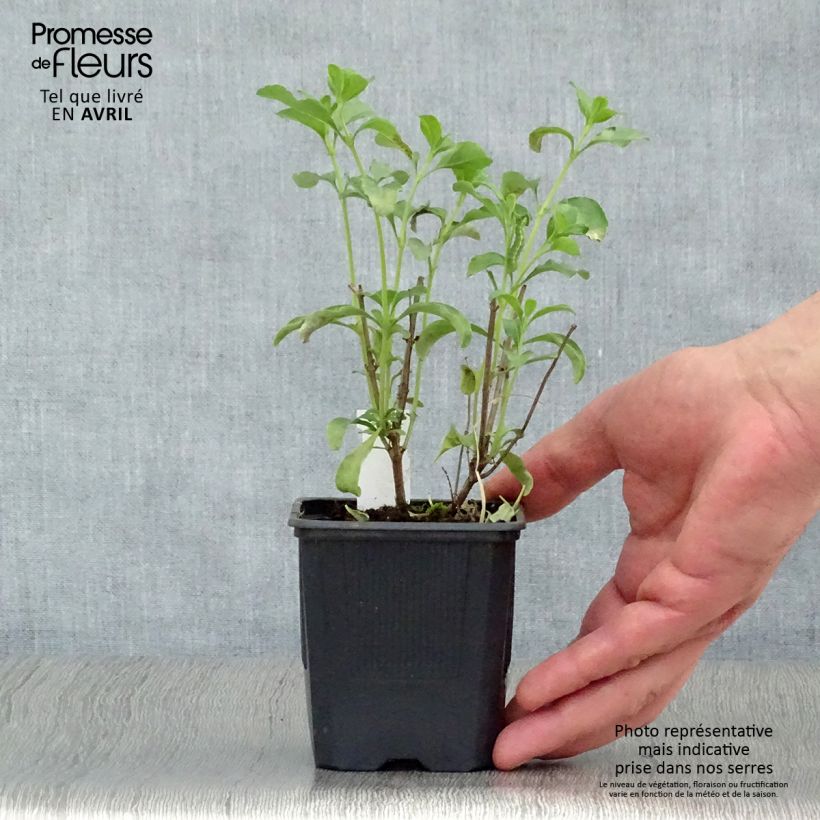 Exemplar von Salvia jamensis California Sunset Kleine Töpfe von 8/9 cm wie im Frühjahr geliefert