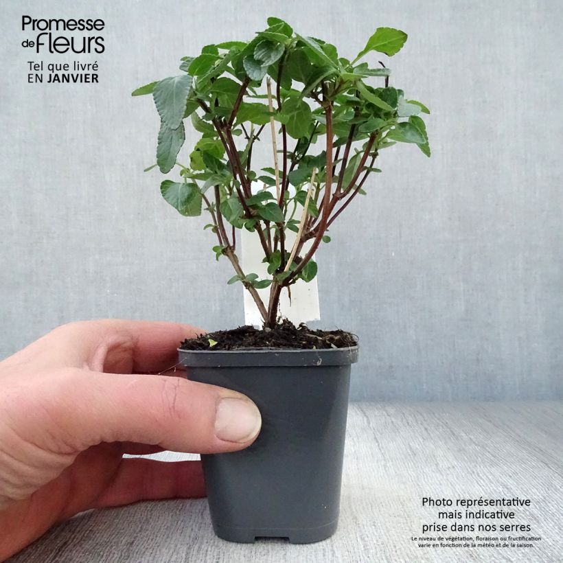 Exemplar von Salvia microphylla Cerro Potosi Kleine Töpfe von 7/8 cm wie im Winter geliefert