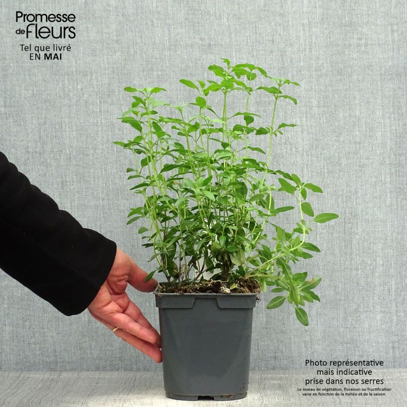 Exemplar von Salvia greggii Icing Sugar - Strauchiger Salbei Topf mit 2L/3L wie im Frühjahr geliefert