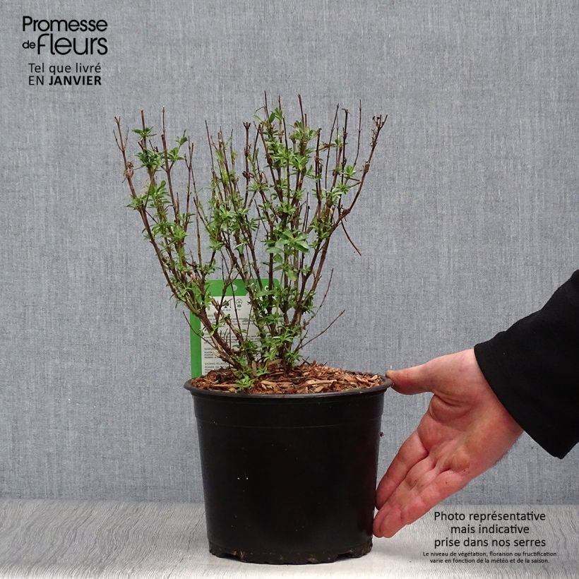 Exemplar von Salvia jamensis Suncrest 'Lemon Light' Topf mit 2L/3L wie im Winter geliefert