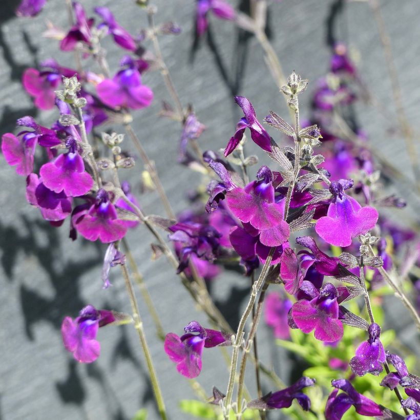 Salvia microphylla Nachtvlinder (Blüte)