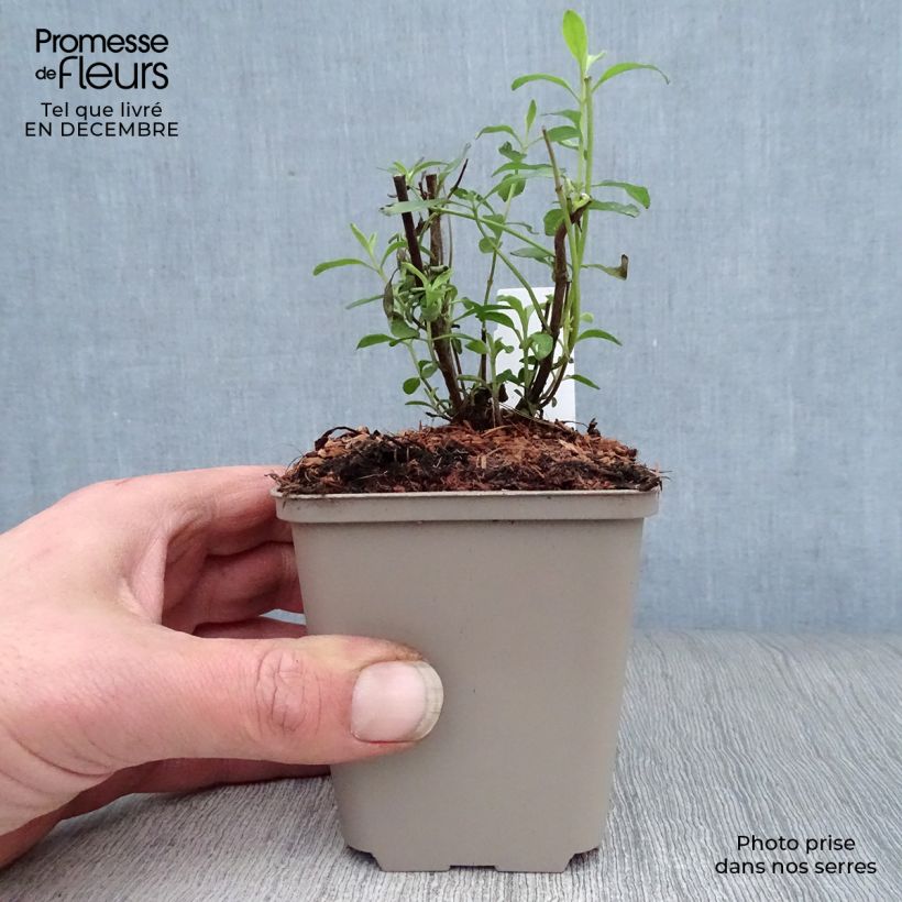 Exemplar von Salvia microphylla Nachtvlinder Kleine Töpfe von 8/9 cm wie im Winter geliefert