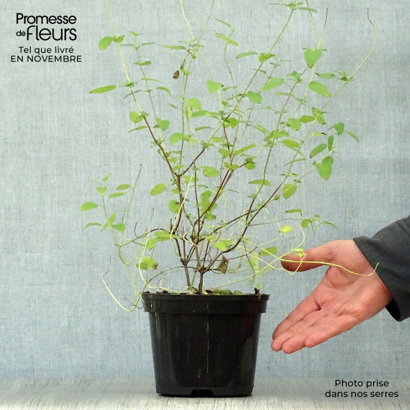 Exemplar von Salvia microphylla Pink Lips Topf mit 2L/3L wie im Herbst geliefert