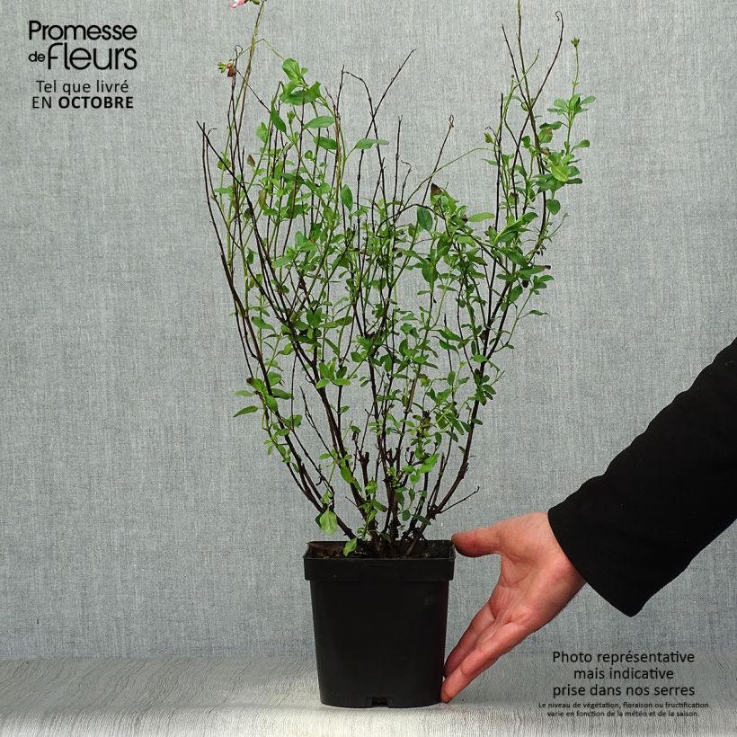 Exemplar von Salvia jamensis Pluenn Topf mit 2L/3L wie im Herbst geliefert