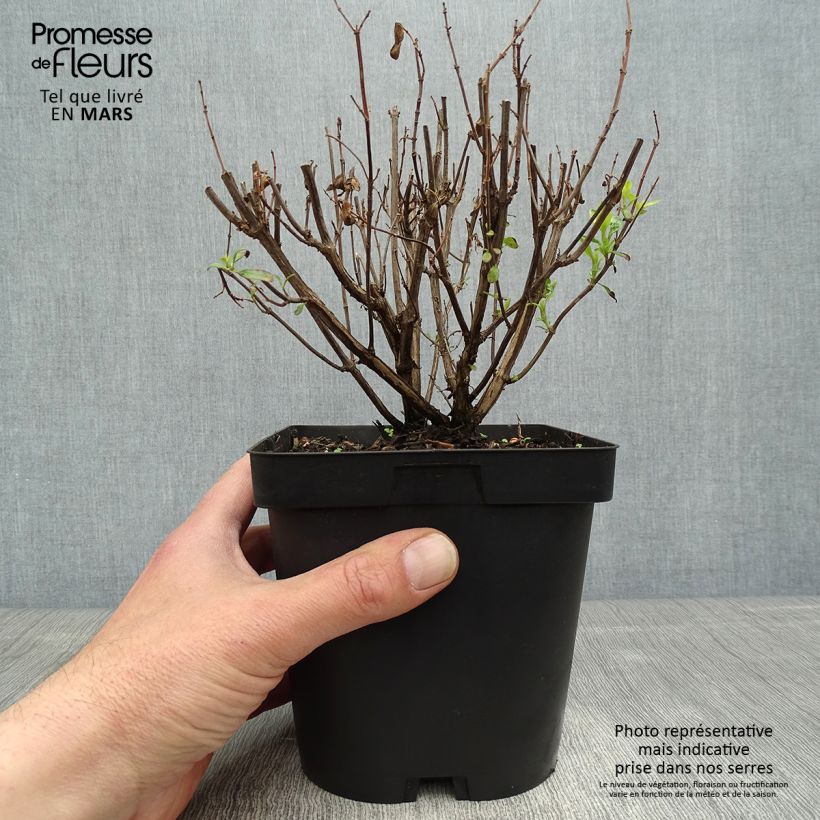 Exemplar von Salvia jamensis Pluenn Topf mit 2L/3L wie im Frühjahr geliefert