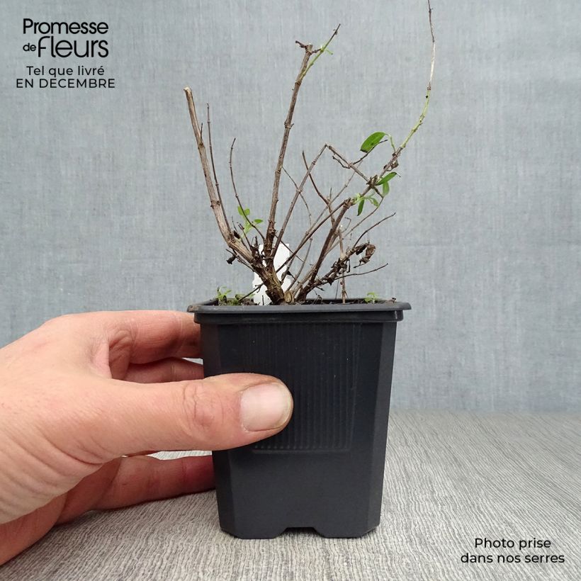 Exemplar von Salvia greggii Alba - Strauchiger Salbei Kleine Töpfe von 8/9 cm wie im Winter geliefert