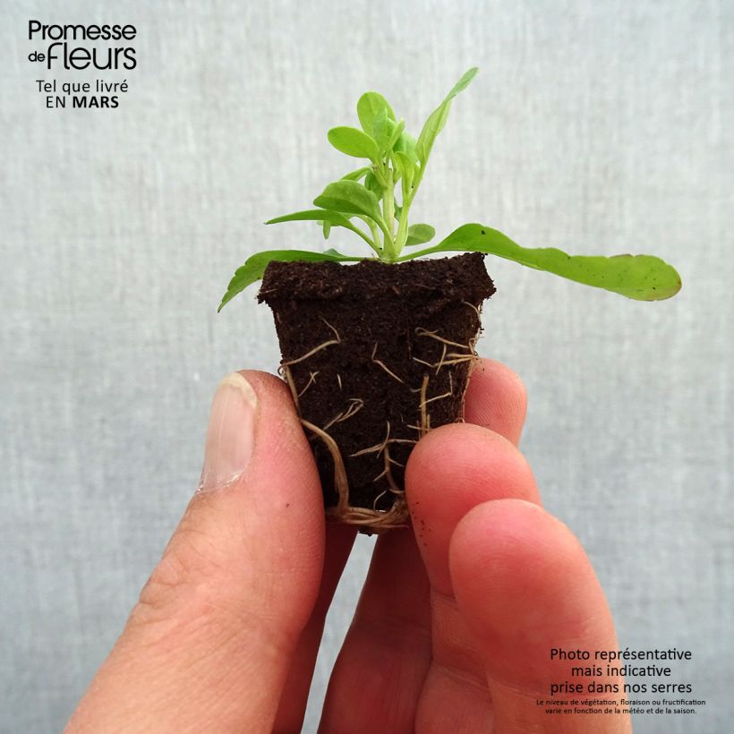 Exemplar von Salvia greggii Mirage Salmon - Strauchiger Salbei Mini-Plug Ø 3/4 cm wie im Frühjahr geliefert