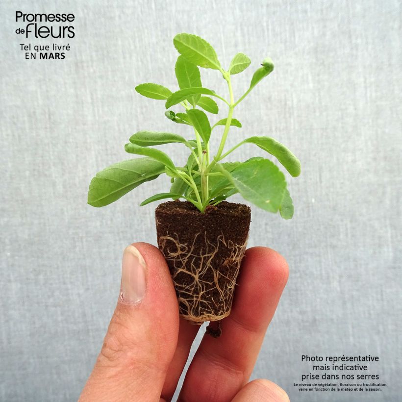 Exemplar von Salvia greggii Mirage Violet - Strauchiger Salbei Mini-Plug Ø 3/4 cm wie im Frühjahr geliefert