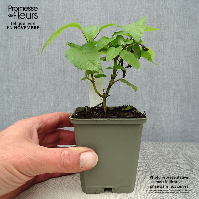 Exemplar von Salvia guaranitica Black and Blue - Guarani-Salbei Kleine Töpfe von 7/8 cm wie im Herbst geliefert
