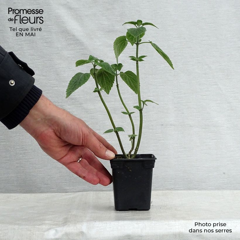 Exemplar von Salvia guaranitica Black and Blue - Guarani-Salbei Kleine Töpfe von 7/8 cm wie im Frühjahr geliefert