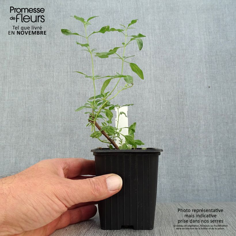Exemplar von Salvia jamensis Raspberry Royal Kleine Töpfe von 8/9 cm wie im Herbst geliefert