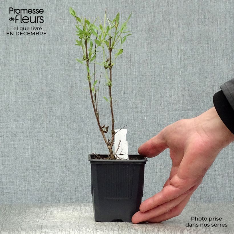 Exemplar von Salvia jamensis Raspberry Royal Kleine Töpfe von 8/9 cm wie im Winter geliefert