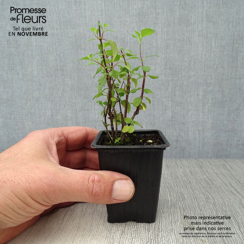 Exemplar von Salvia microphylla grahamii Hot Lips Kleine Töpfe von 7/8 cm wie im Herbst geliefert