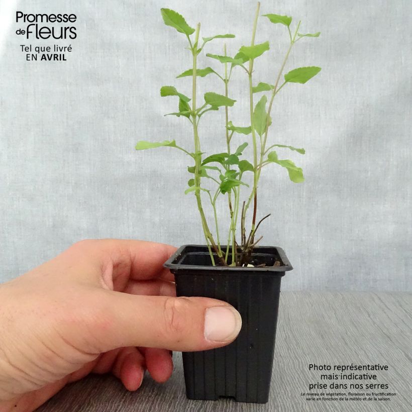 Exemplar von Salvia microphylla grahamii Hot Lips Kleine Töpfe von 7/8 cm wie im Frühjahr geliefert