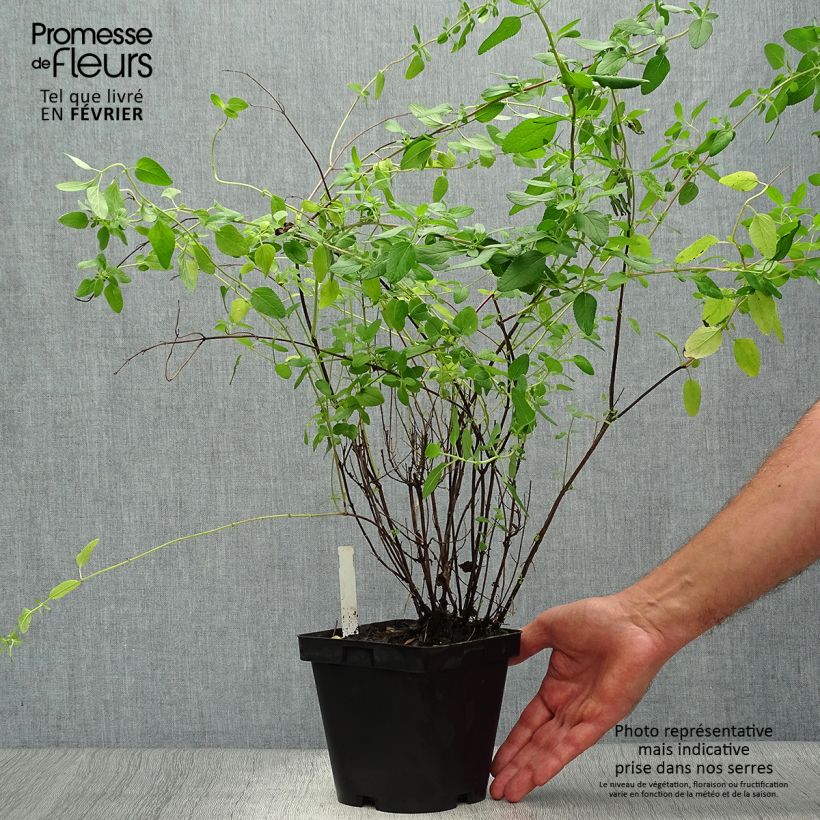 Exemplar von Salvia microphylla grahamii Topf mit 2L/3L wie im Herbst geliefert