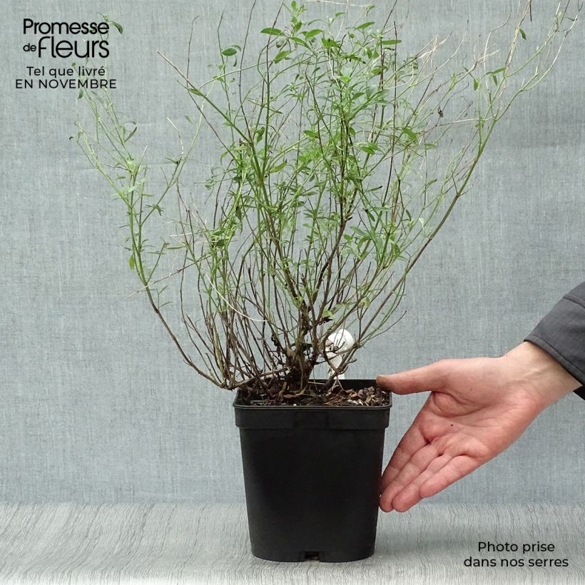 Exemplar von Salvia microphylla Victoria Blue Topf mit 2L/3L wie im Herbst geliefert