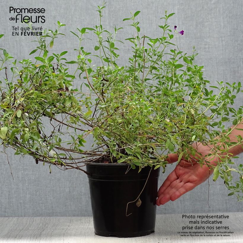 Exemplar von Salvia jamensis Violette de Loire Topf mit 4L/5L wie im Herbst geliefert