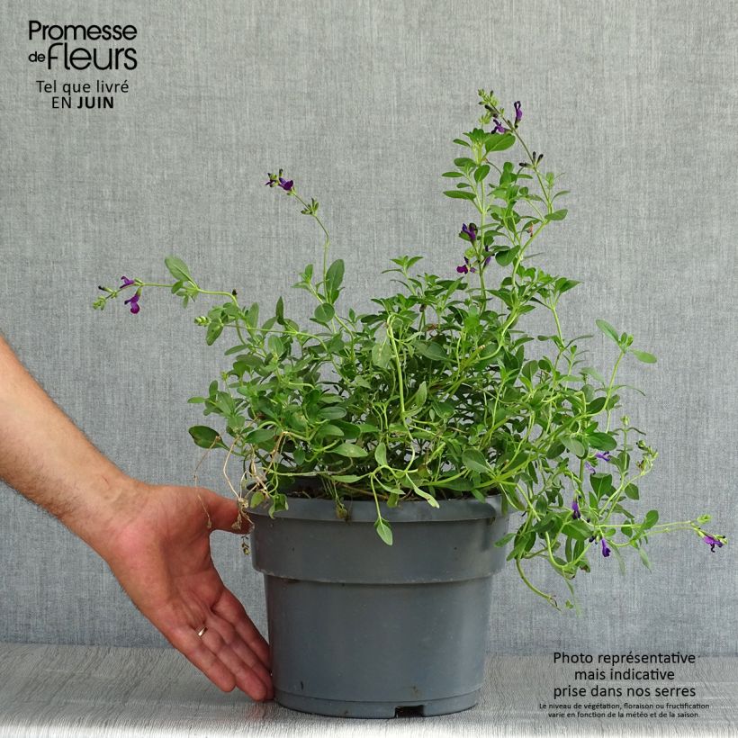 Exemplar von Salvia jamensis Violette de Loire Topf mit 4L/5L wie im Sommer geliefert
