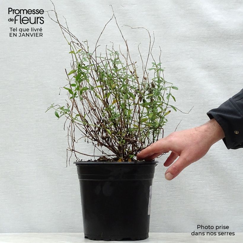 Exemplar von Salvia jamensis Violette de Loire Topf mit 4L/5L wie im Winter geliefert