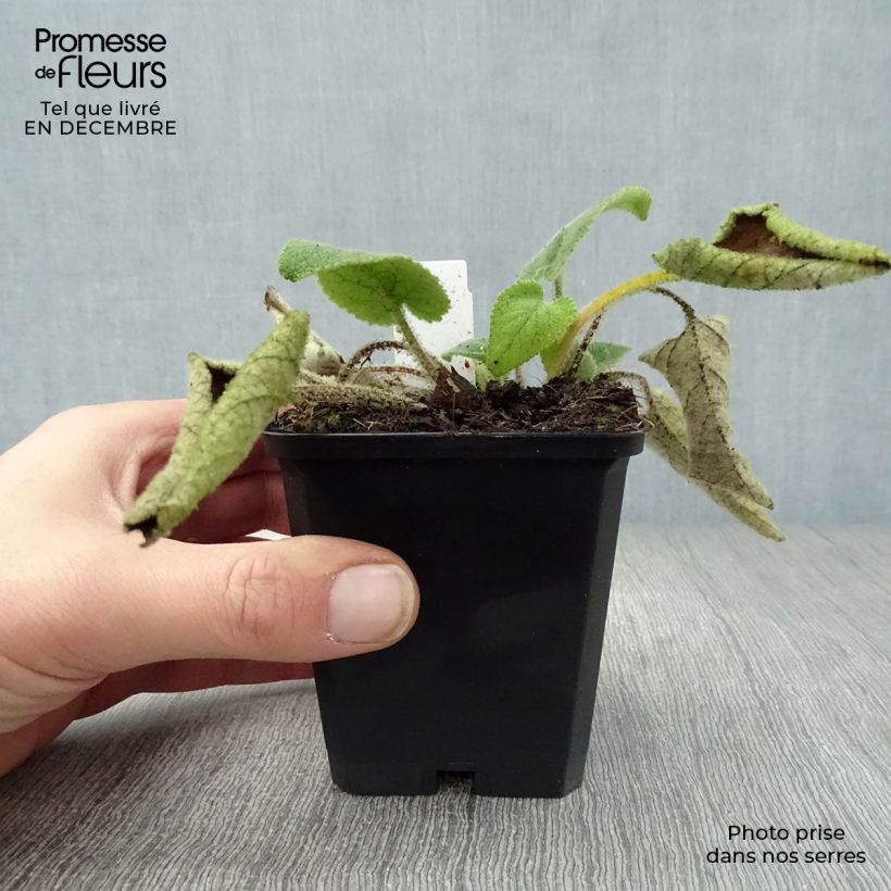 Exemplar von Phlomis samia - Samos-Brandkraut Kleine Töpfe von 8/9 cm wie im Winter geliefert