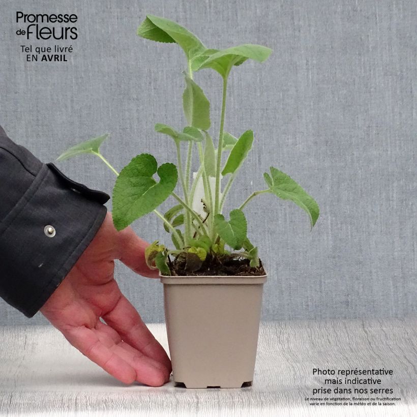 Exemplar von Phlomis samia - Samos-Brandkraut Kleine Töpfe von 8/9 cm wie im Frühjahr geliefert