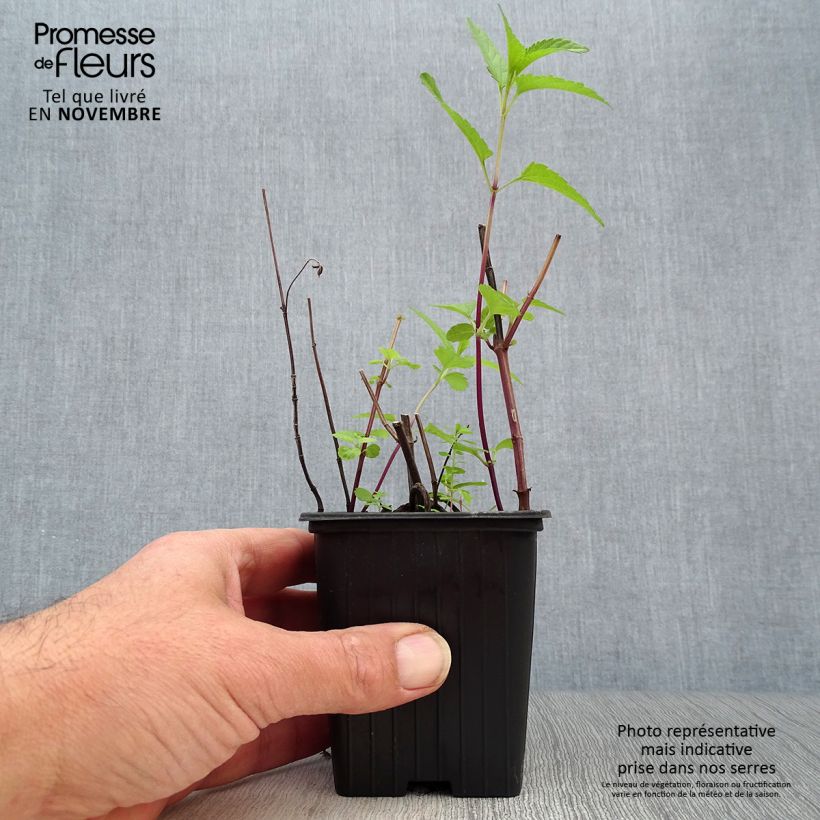 Exemplar von Salvia uliginosa - Sumpf-Salbei Kleine Töpfe von 7/8 cm wie im Herbst geliefert
