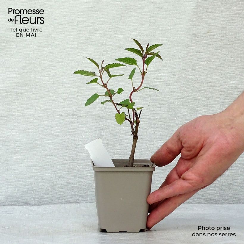 Exemplar von Salvia uliginosa - Sumpf-Salbei Kleine Töpfe von 7/8 cm wie im Frühjahr geliefert