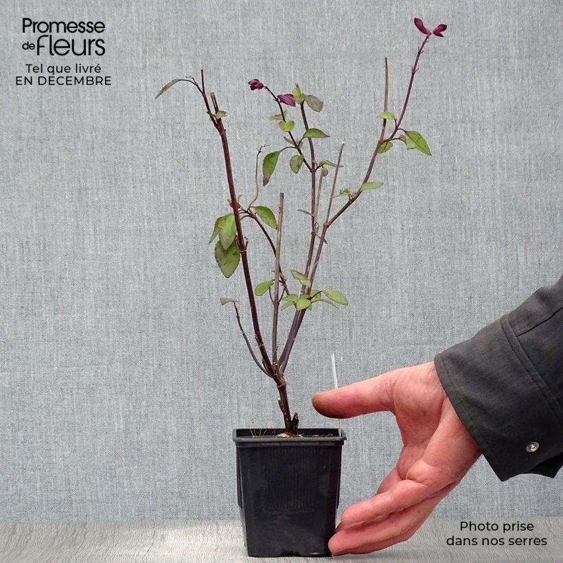 Exemplar von Salvia buchananii Love and Wishes - Salbei Kleine Töpfe von 8/9 cm wie im Winter geliefert