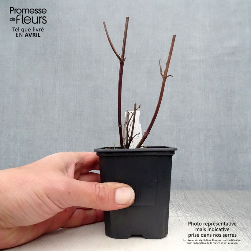 Exemplar von Salvia buchananii Love and Wishes - Salbei Kleine Töpfe von 8/9 cm wie im Frühjahr geliefert