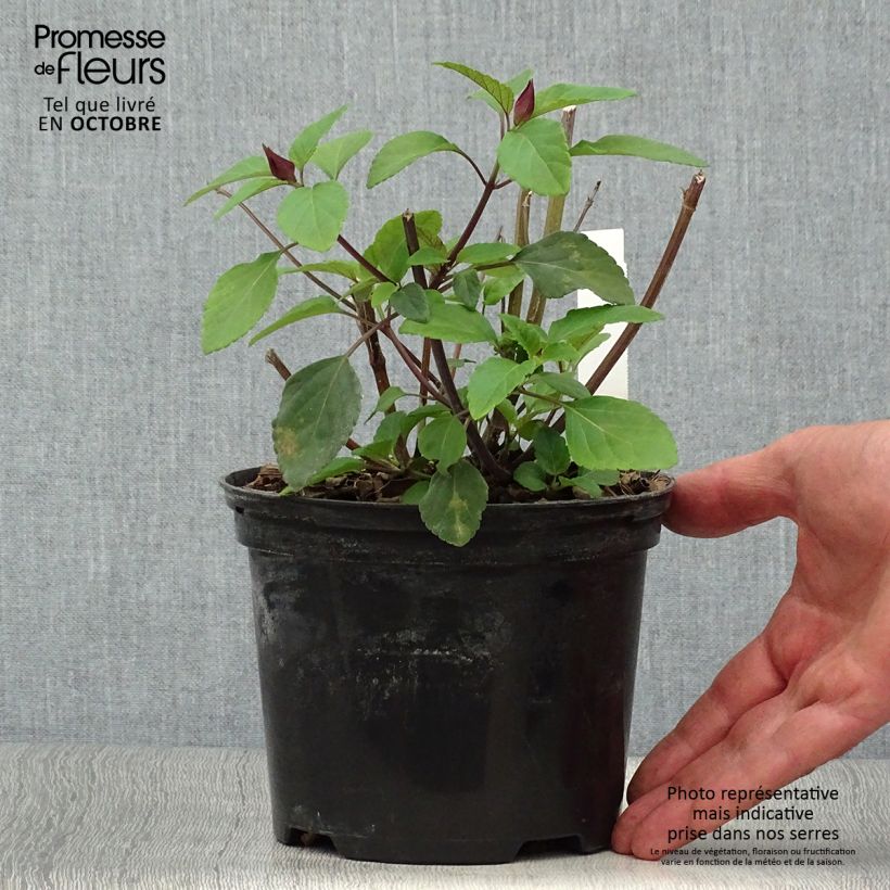 Exemplar von Salvia buchananii Love and Wishes - Salbei Topf mit 2L/3L wie im Herbst geliefert