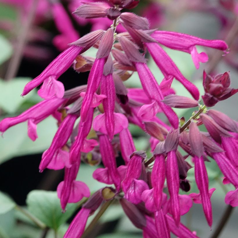 Salvia buchananii Love and Wishes - Salbei (Blüte)