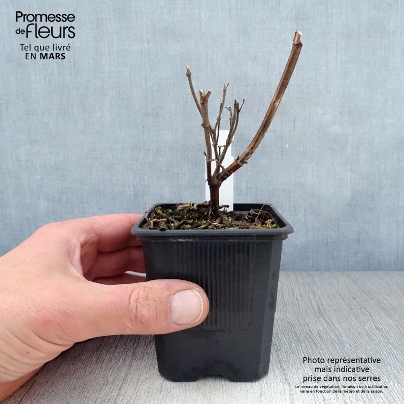 Exemplar von Salvia Wendy's Wish - Ziersalbei Kleine Töpfe von 8/9 cm wie im Frühjahr geliefert