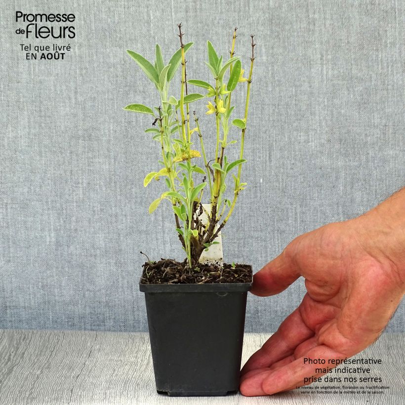 Exemplar von Echter Salbei Albiflora - Salvia officinalis Kleine Töpfe von 8/9 cm wie im Sommer geliefert