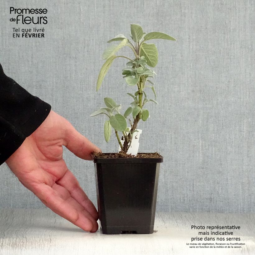 Exemplar von Echter Salbei Berggarten - Salvia officinalis Kleine Töpfe von 8/9 cm wie im Winter geliefert