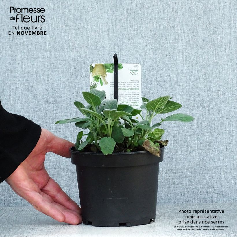 Exemplar von Echter Salbei Berggarten - Salvia officinalis Topf mit 1,5L/2L wie im Herbst geliefert