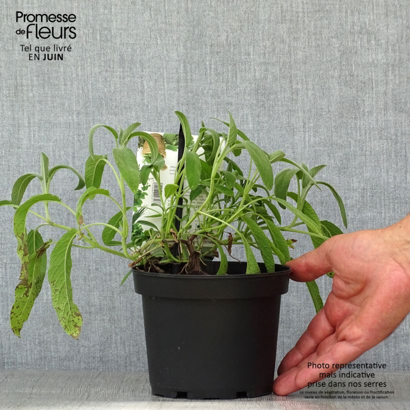 Exemplar von Echter Salbei Elephant Ear - Salvia officinalis Topf mit 1,5L/2L wie im Sommer geliefert